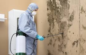 Trusted Rochelle, GA Mold Removal & Remediation Experts